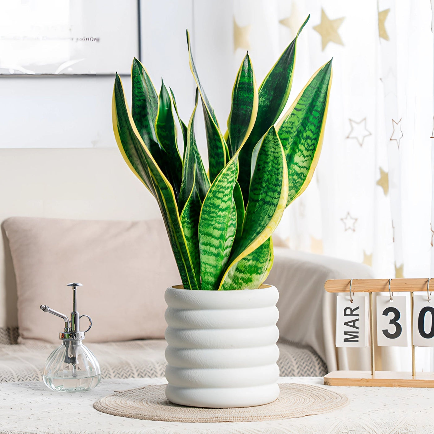 Indoor Decorative Air Purifying Plant | PureGreen