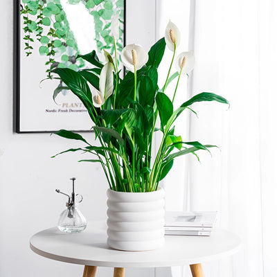 Indoor Decorative Air Purifying Plant | PureGreen